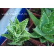 черенок Алоэ оттопыренное (Aloe juvenna, Aloe squarrosa)