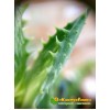 черенок Алоэ оттопыренное (Aloe juvenna, Aloe squarrosa)