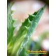 черенок Алоэ оттопыренное (Aloe juvenna, Aloe squarrosa)