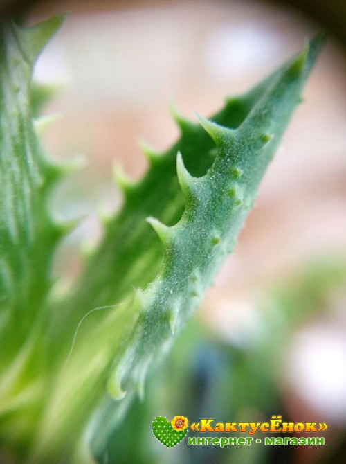 черенок Алоэ оттопыренное (Aloe juvenna, Aloe squarrosa)