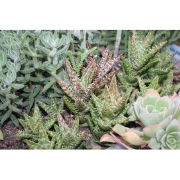 черенок Алоэ оттопыренное (Aloe juvenna, Aloe squarrosa)