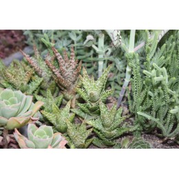 черенок Алоэ оттопыренное (Aloe juvenna, Aloe squarrosa)