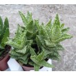 черенок Алоэ оттопыренное (Aloe juvenna, Aloe squarrosa)