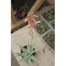 Алоэ раухи, сорт Сноу флейк (снежинка) (Aloe rauhii cv. Snow Flake)