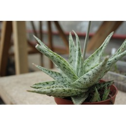 Алоэ раухи, сорт Сноу флейк (снежинка) (Aloe rauhii cv. Snow Flake)