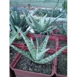 Алоэ раухи, сорт Сноу флейк (снежинка) (Aloe rauhii cv. Snow Flake)