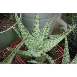 Алоэ раухи, сорт Сноу флейк (снежинка) (Aloe rauhii cv. Snow Flake)