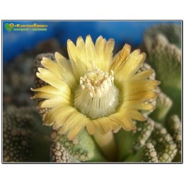 Титанопсис (Titanopsis)