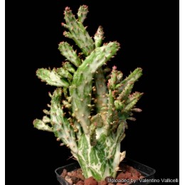 Опунция одноколючковая вариегатная (Opuntia monacantha variegata)