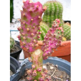 Опунция одноколючковая вариегатная (Opuntia monacantha variegata)