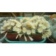 Айлостера солнечная культивар "Санрайз" (восход) (Rebutia (Aylostera) heliosa cv Sunrise)