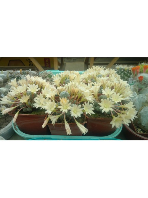 Айлостера солнечная культивар "Санрайз" (восход) (Rebutia (Aylostera) heliosa cv Sunrise)