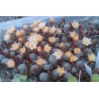 Айлостера солнечная культивар "Санрайз" (восход) (Rebutia (Aylostera) heliosa cv Sunrise)