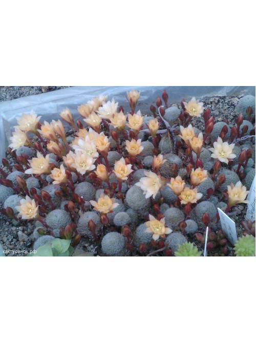 Айлостера солнечная культивар "Санрайз" (восход) (Rebutia (Aylostera) heliosa cv Sunrise)