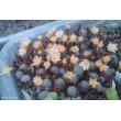 Айлостера солнечная культивар "Санрайз" (восход) (Rebutia (Aylostera) heliosa cv Sunrise)