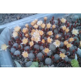 Айлостера солнечная культивар "Санрайз" (восход) (Rebutia (Aylostera) heliosa cv Sunrise)