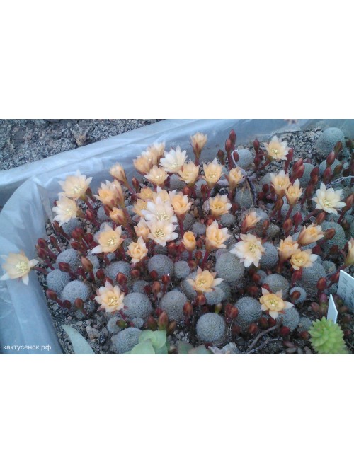 Айлостера солнечная культивар "Санрайз" (восход) (Rebutia (Aylostera) heliosa cv Sunrise)