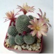 Айлостера солнечная культивар "Санрайз" (восход) (Rebutia (Aylostera) heliosa cv Sunrise)