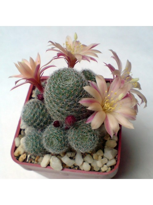 Айлостера солнечная культивар "Санрайз" (восход) (Rebutia (Aylostera) heliosa cv Sunrise)