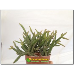 Черенок Рипсалис цереускула (Rhipsalis cereuscula) с несколькими сегментами