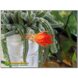 Апорокактус плетевидный (Aporocactus flagelliformis)