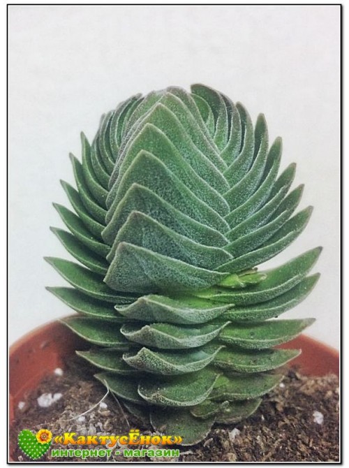 Крассула 'Храм Будды' (буддас темпл) Crassula 'Buddha's Temple'