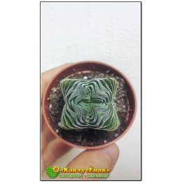 Крассула 'Храм Будды' (буддас темпл) Crassula 'Buddha's Temple'