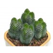 Крассула 'Храм Будды' (буддас темпл) Crassula 'Buddha's Temple'