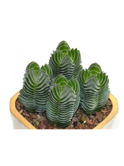 Крассула 'Храм Будды' (буддас темпл) Crassula 'Buddha's Temple'