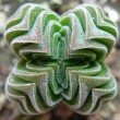 Крассула 'Храм Будды' (буддас темпл) Crassula 'Buddha's Temple'