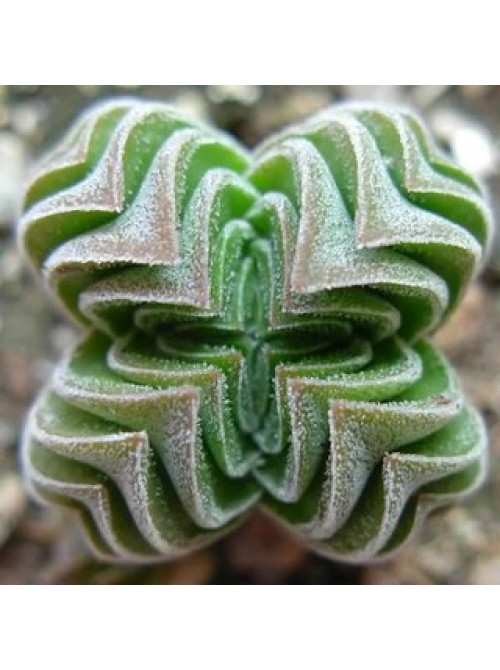 Крассула 'Храм Будды' (буддас темпл) Crassula 'Buddha's Temple'