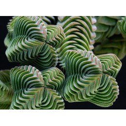Крассула 'Храм Будды' (буддас темпл) Crassula 'Buddha's Temple'