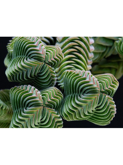 Крассула 'Храм Будды' (буддас темпл) Crassula 'Buddha's Temple'