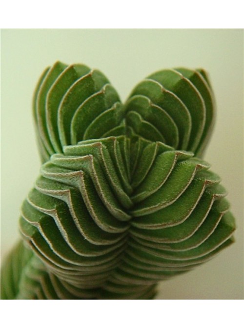 Крассула 'Храм Будды' (буддас темпл) Crassula 'Buddha's Temple'