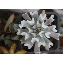 Черенок Эхеверия Руньона, сорт Топси-Турви (Echeveria runyonii cv. Topsy-Turvy)