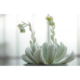 Черенок Эхеверия Руньона, сорт Топси-Турви (Echeveria runyonii cv. Topsy-Turvy)