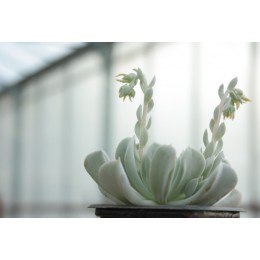 Черенок Эхеверия Руньона, сорт Топси-Турви (Echeveria runyonii cv. Topsy-Turvy)