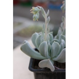 Черенок Эхеверия Руньона, сорт Топси-Турви (Echeveria runyonii cv. Topsy-Turvy)