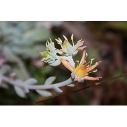 Черенок Эхеверия Руньона, сорт Топси-Турви (Echeveria runyonii cv. Topsy-Turvy)