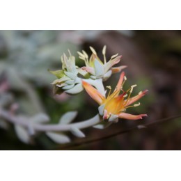 Черенок Эхеверия Руньона, сорт Топси-Турви (Echeveria runyonii cv. Topsy-Turvy)