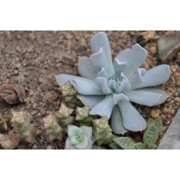 Черенок Эхеверия Руньона, сорт Топси-Турви (Echeveria runyonii cv. Topsy-Turvy)