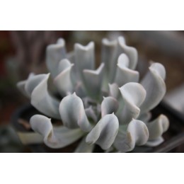 Черенок Эхеверия Руньона, сорт Топси-Турви (Echeveria runyonii cv. Topsy-Turvy)