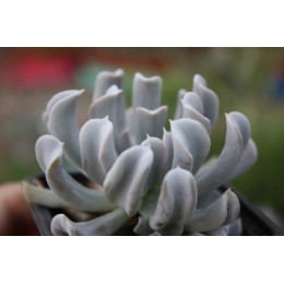 Черенок Эхеверия Руньона, сорт Топси-Турви (Echeveria runyonii cv. Topsy-Turvy)