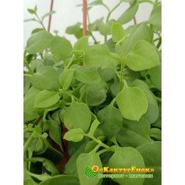 Черенок Аптения сердцелистная (Aptenia cordifolia)