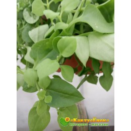 Черенок Аптения сердцелистная (Aptenia cordifolia)