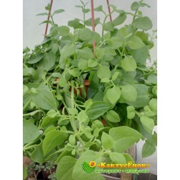 Черенок Аптения сердцелистная (Aptenia cordifolia)