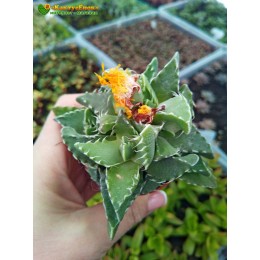 Фаукария тигровая (Faucaria tigrina)