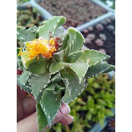 Фаукария тигровая (Faucaria tigrina)