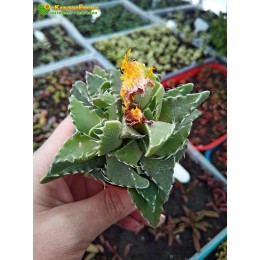 Фаукария тигровая (Faucaria tigrina)