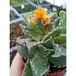 Фаукария тигровая (Faucaria tigrina)